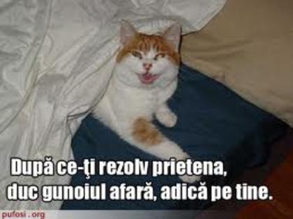 images (35) - poze haioase cu pisici