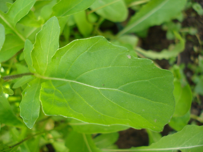 Salad rocket, Arugula, 25may2010; Eruca sativa; Rucola.
