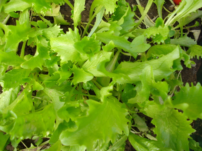 Curly lettuce_Salata, 25may2010 - 04_GREENS_Verdeturi