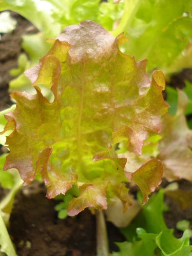 Curly lettuce_Salata, 25may2010 - 04_GREENS_Verdeturi