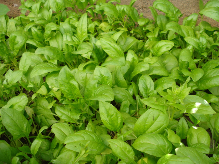 Spinach_Spanac, 25may2010; Spinacia oleracea.
