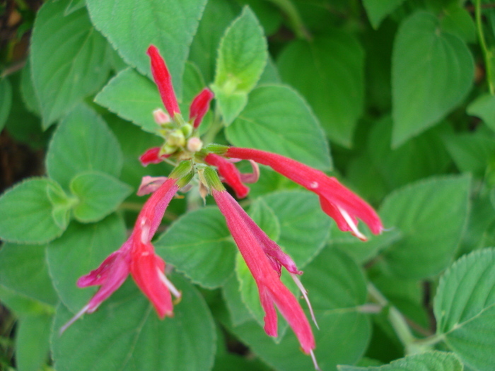 Salvia, 16jun2010 - 04_GREENS_Verdeturi