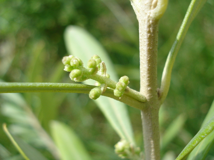 Olive tree_Maslin, 19jun2010; Olea europaea.
