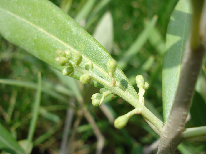 Olive tree_Maslin, 19jun2010; Olea europaea.
