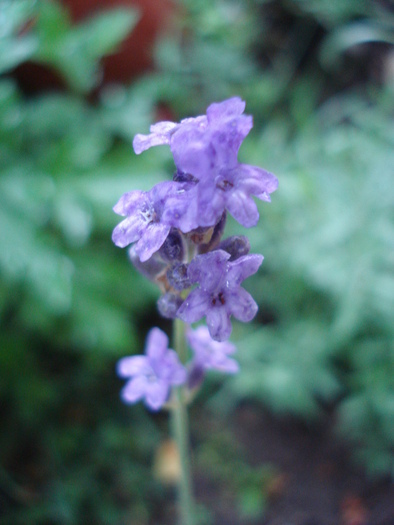 Lavender_Lavanda, 23jun2010; Lavandula angustifolia; Lavandula officinalis.
