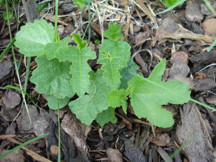 Fig_Smochin, 02jul2010; Ficus carica.
