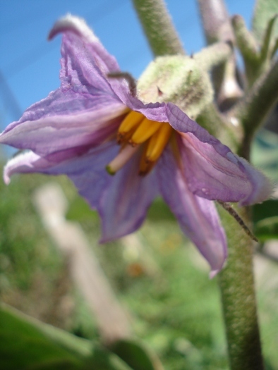 Eggplant flower, 24aug2010 - 04_GREENS_Verdeturi