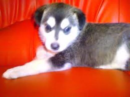 images(45) - Husky