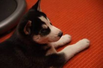 images(48) - Husky