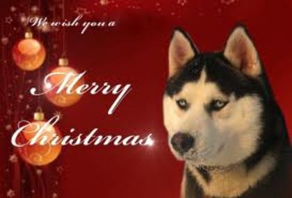 images(49) - Husky