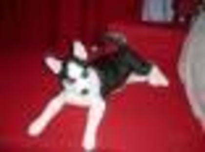 images(50) - Husky