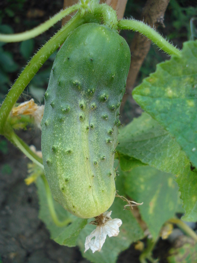 Cucumber_Castravete, 07aug2010; Cucumis sativus.
