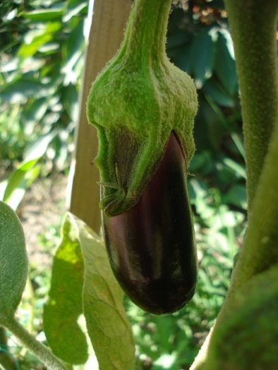 Eggplant_Vanata, 24aug2010; Solanum melongena.
