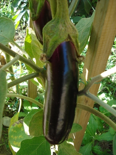 Eggplant_Vanata, 24aug2010; Solanum melongena.
