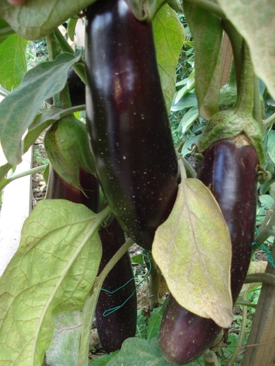 Eggplant_Vanata, 26sep2010; Solanum melongena.
