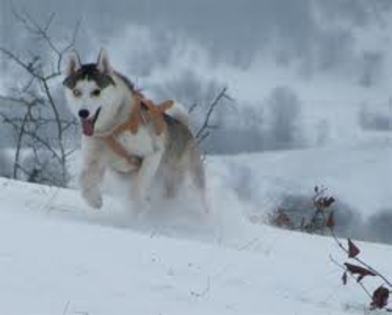 images(60) - Husky