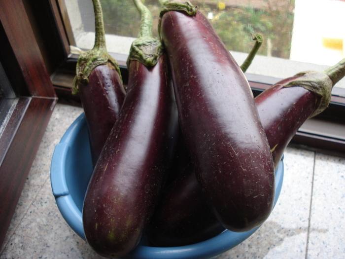 Eggplants_Vinete, 08oct2010; Solanum melongena.
