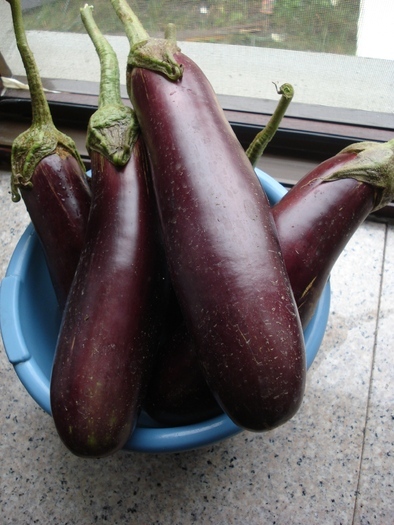Eggplants_Vinete, 08oct2010; Solanum melongena.
