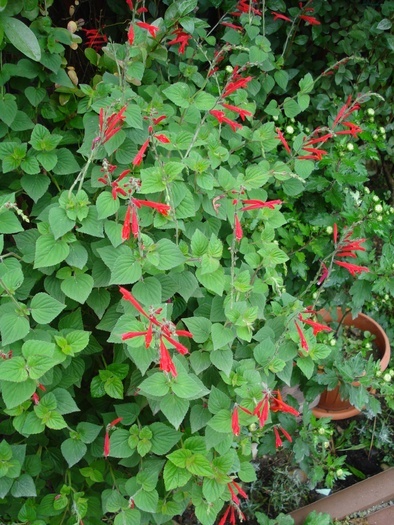 Salvia, 16oct2010