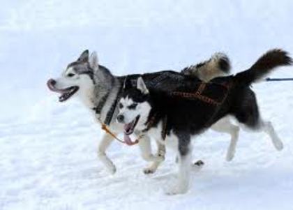 images(66) - Husky