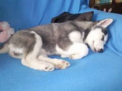 images(68) - Husky