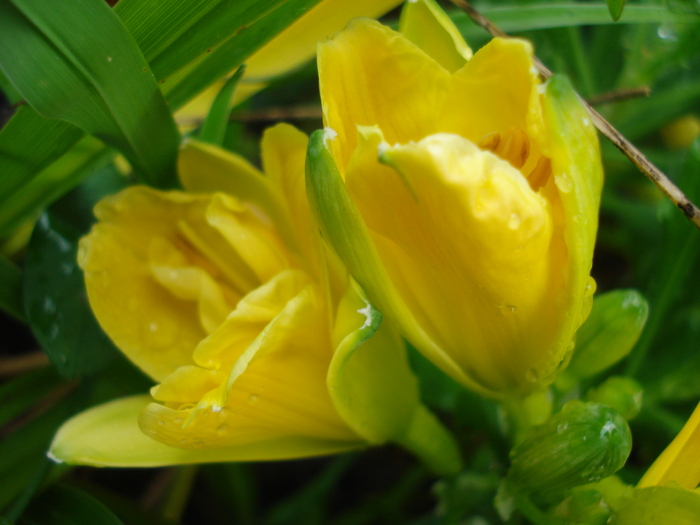 Daylily Stella de Oro (2010, Oct.16) - Hemerocallis Stella de Oro