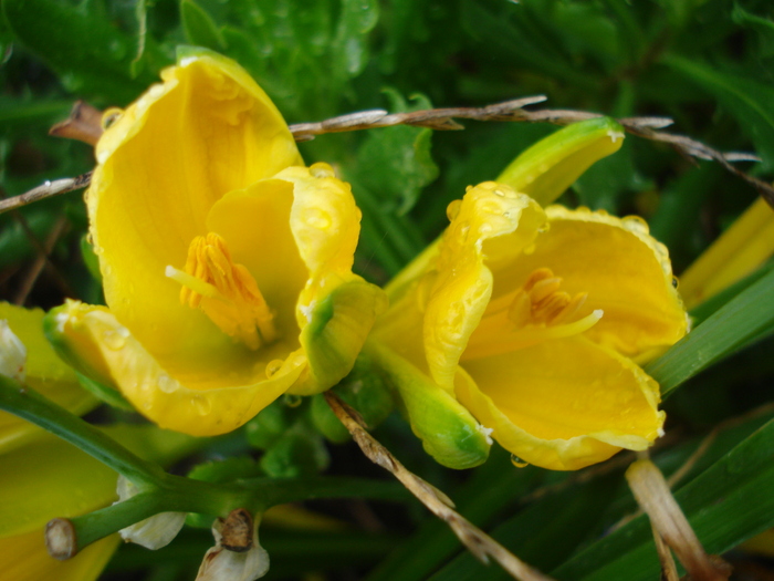 Daylily Stella de Oro (2010, Oct.16)