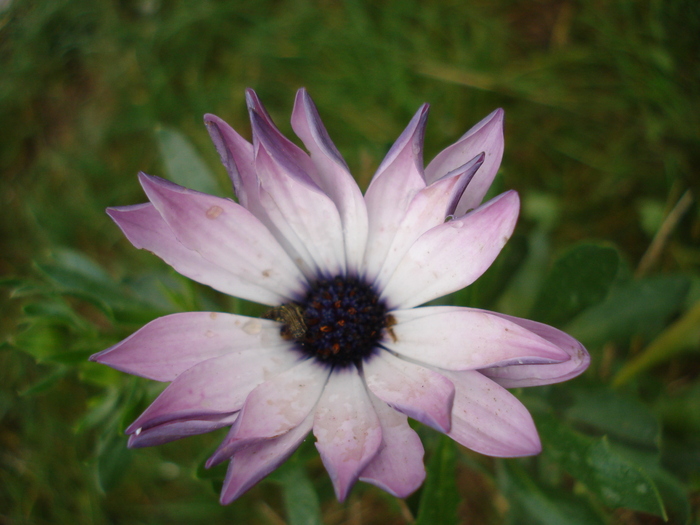 Daisy Ostica Lilac (2010, October 16) - Osteo Ostica Lilac