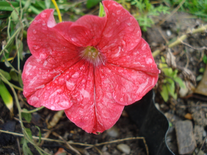 Red Petunia (2010, October 16) - PETUNIA Simple