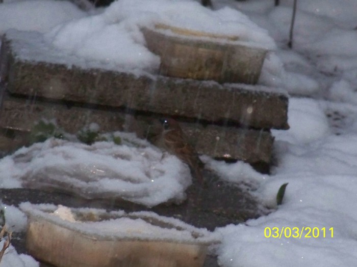 100_9657 - Iarna 2010  2011