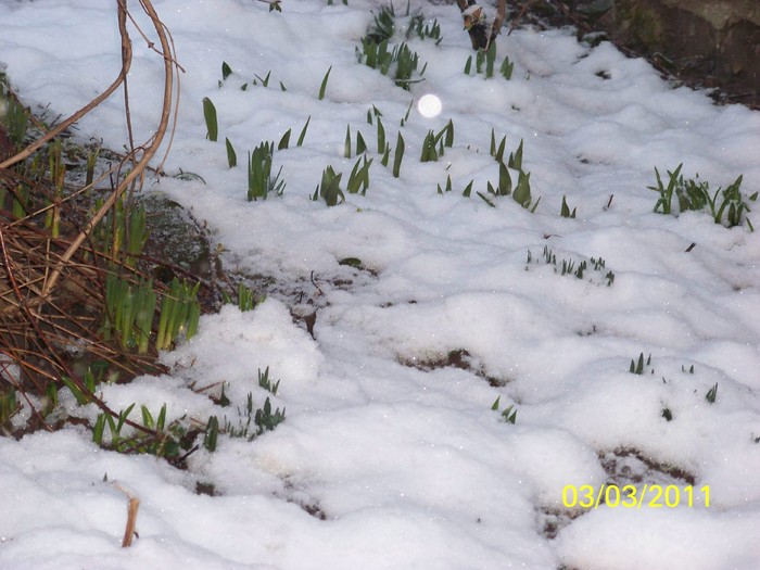 100_9662 - Iarna 2010  2011