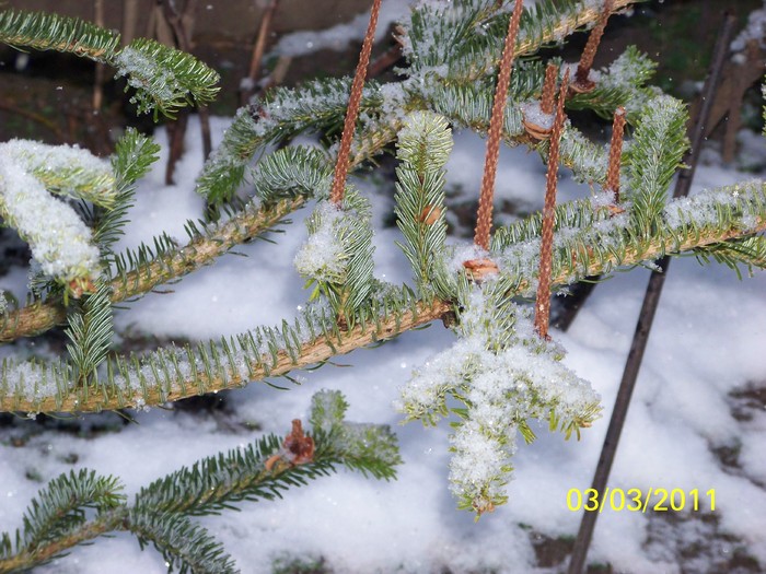 100_9664 - Iarna 2010  2011