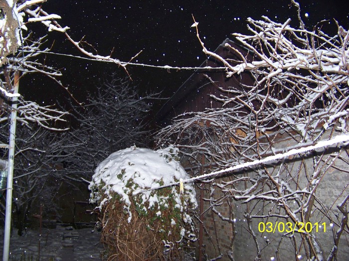 100_9681 - Iarna 2010  2011