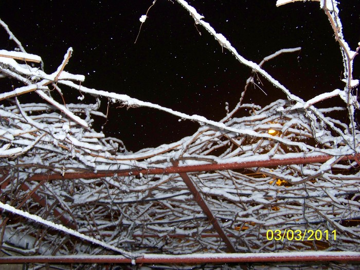 100_9686 - Iarna 2010  2011