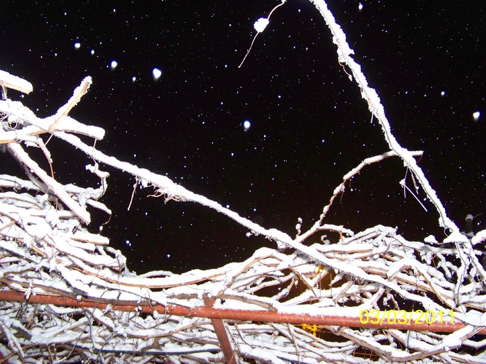 100_9687 - Iarna 2010  2011