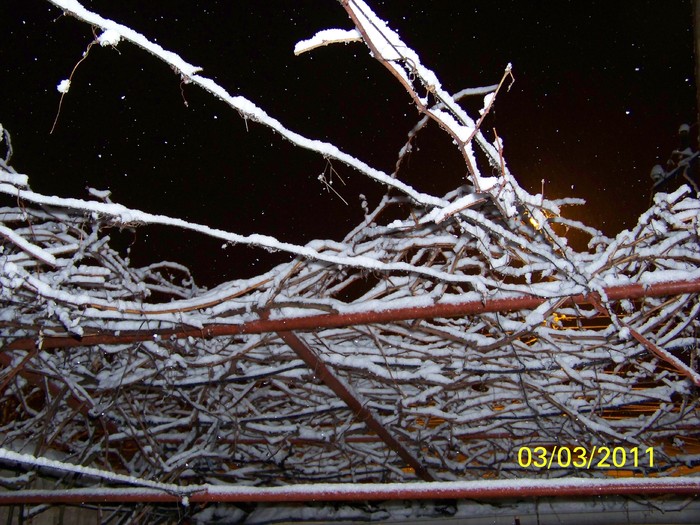 100_9689 - Iarna 2010  2011