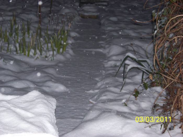 100_9695 - Iarna 2010  2011