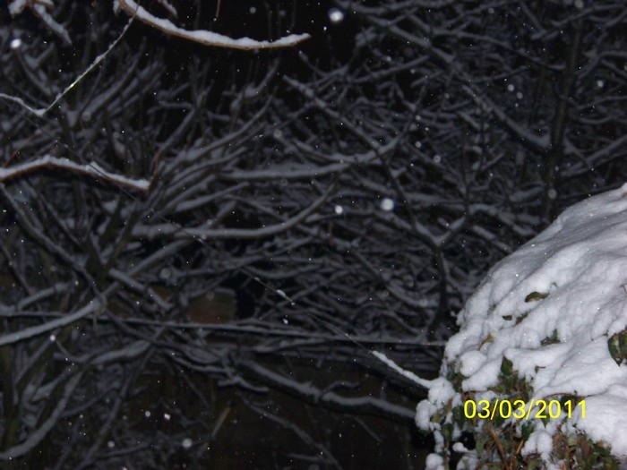 100_9696 - Iarna 2010  2011