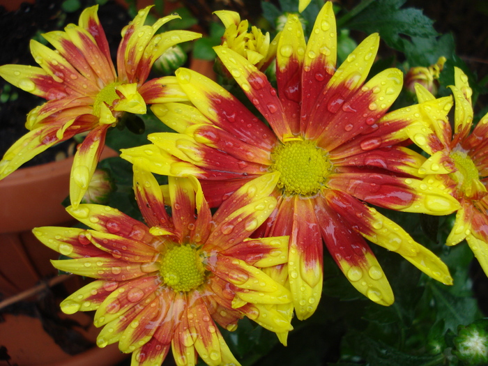 Chrysanth Dragon Time (2010, Oct.16) - Red Yellow Chrysanthemum