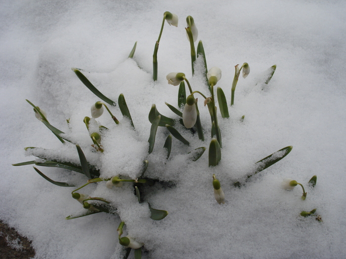 2011, March 04 - 03 Garden in March