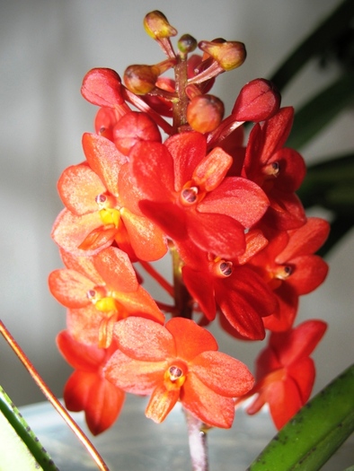 Ascocenda - Orhidee