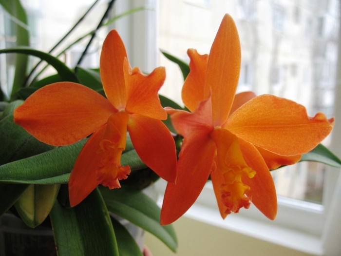 Cattleya - Orhidee