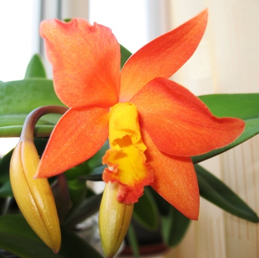 Cattleya-1 - Orhidee