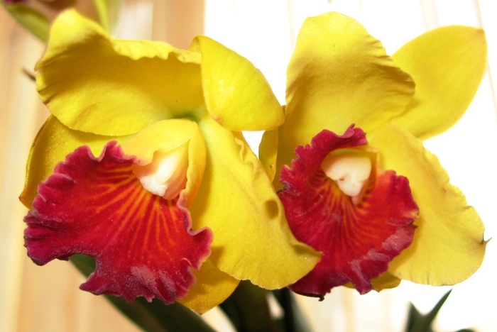 Cattleya galbena