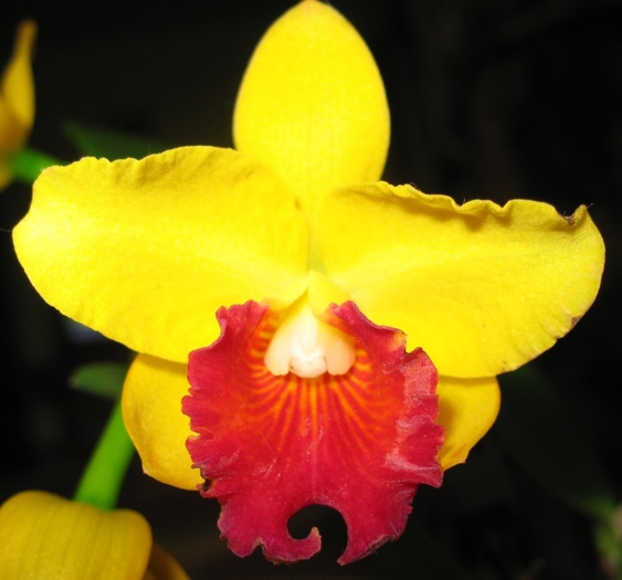 Cattleya galbena-1