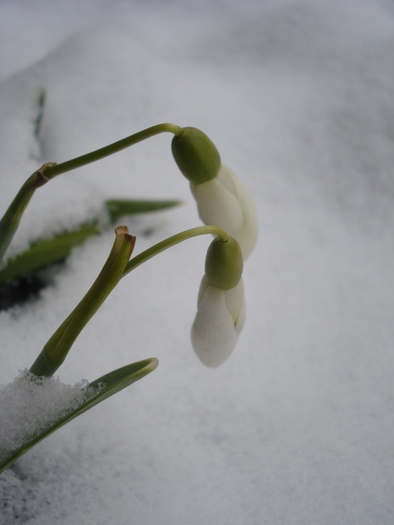 Snowdrops (2011, March 04)