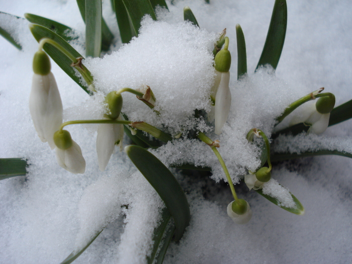 Snowdrops (2011, March 04)