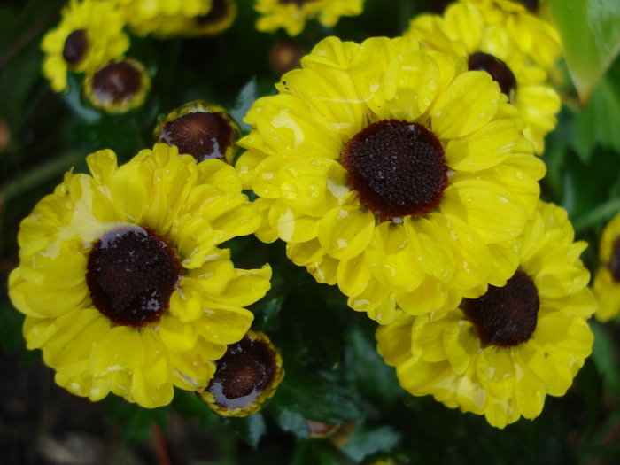 Chrysanthemum Vymini (2010, Oct.16) - Yellow Chrysanthemum