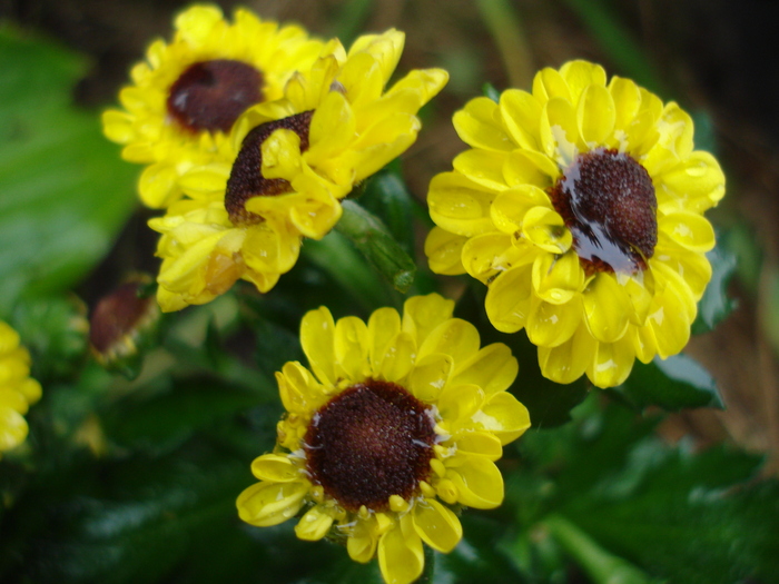 Chrysanthemum Vymini (2010, Oct.16) - Yellow Chrysanthemum