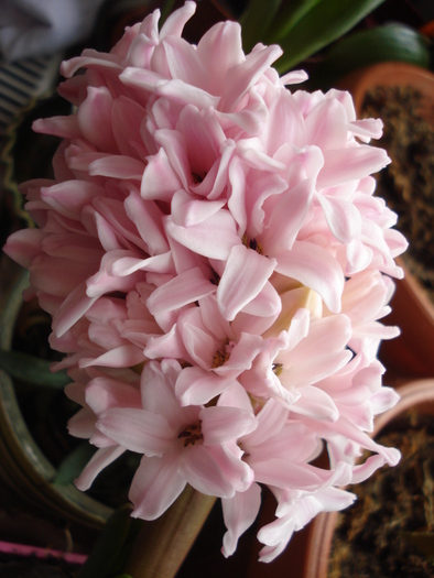 Pink Hyacinth_Zambila (2011, March 04) - 03 Garden in March